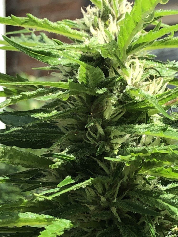 When to harvest please help 3