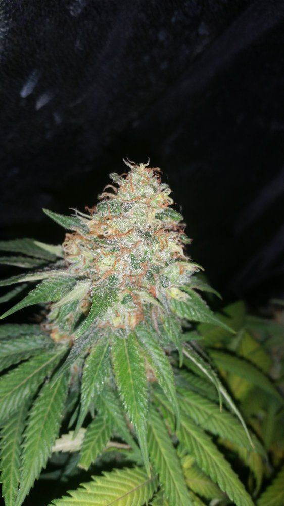 When to harvest this cheese strain 5