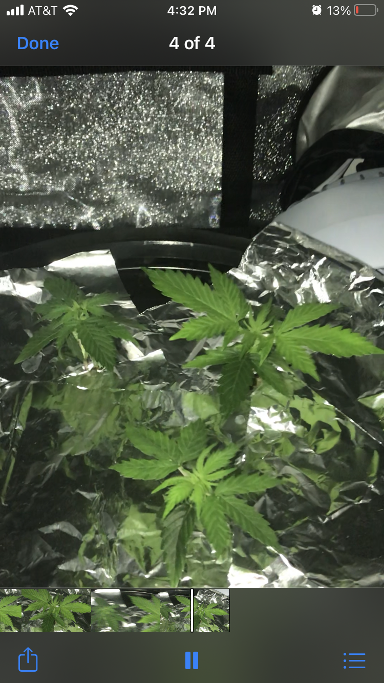 When to lst or scrog almost end of wk4 2