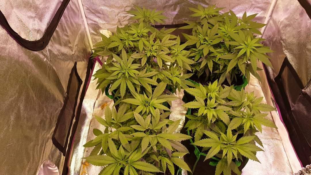 When to scrog and flower