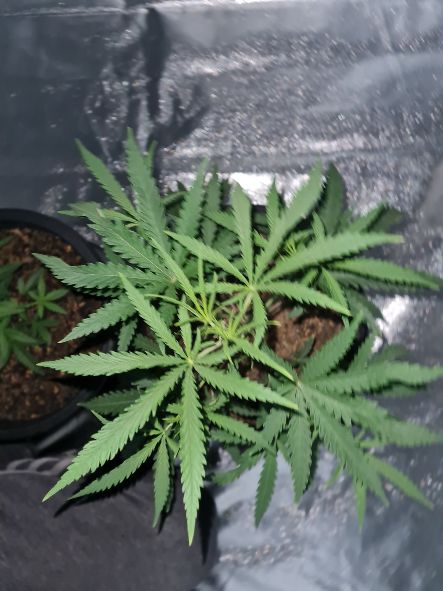 When to start bloom nutes on a auto 10
