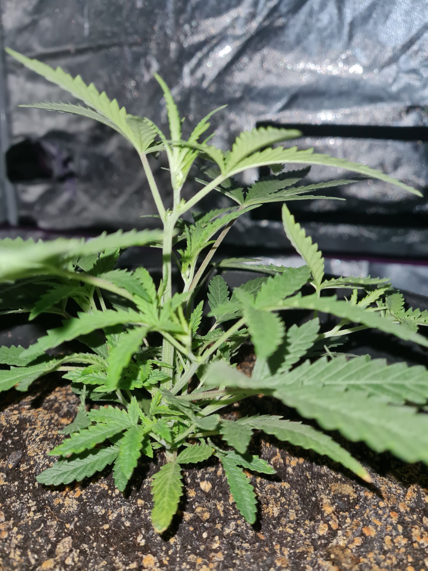 When to start bloom nutes on a auto 16