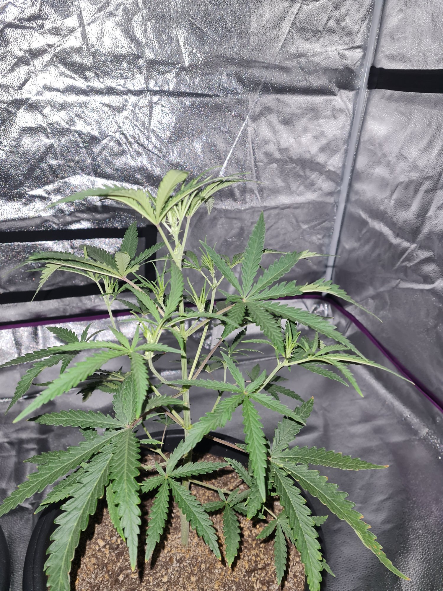 When to start bloom nutes on a auto 4
