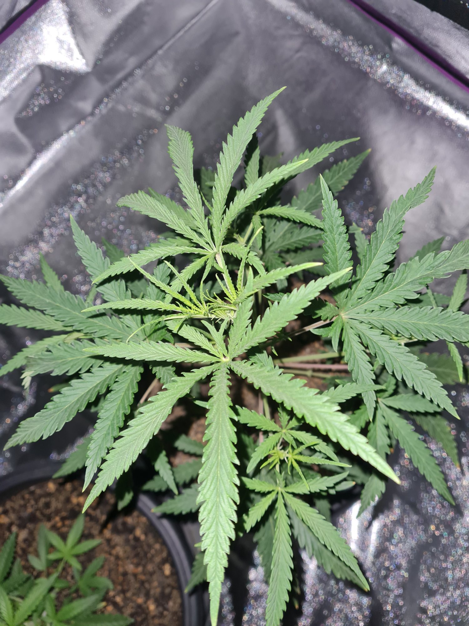 When to start bloom nutes on a auto 5