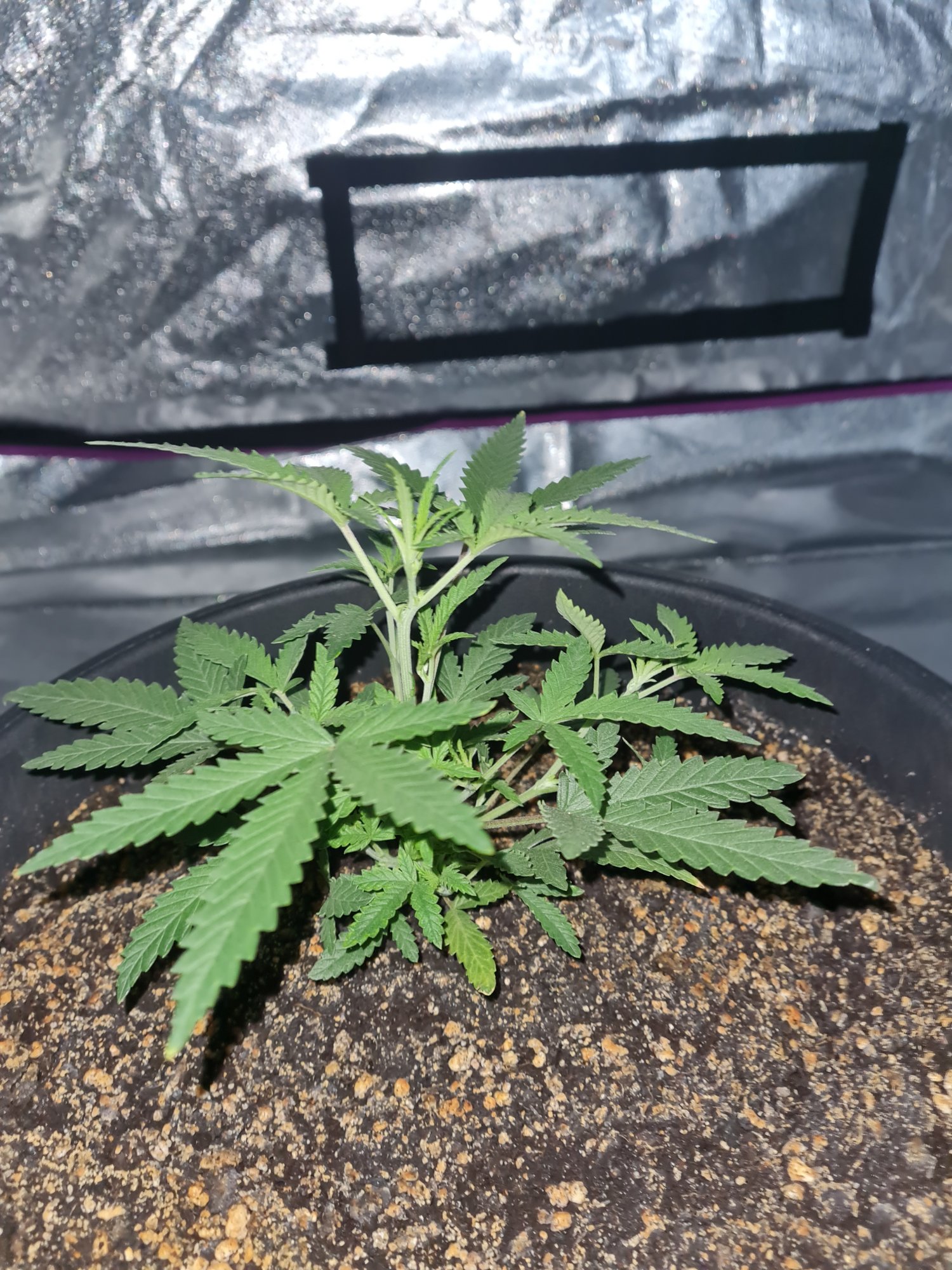 When to start bloom nutes on a auto 7