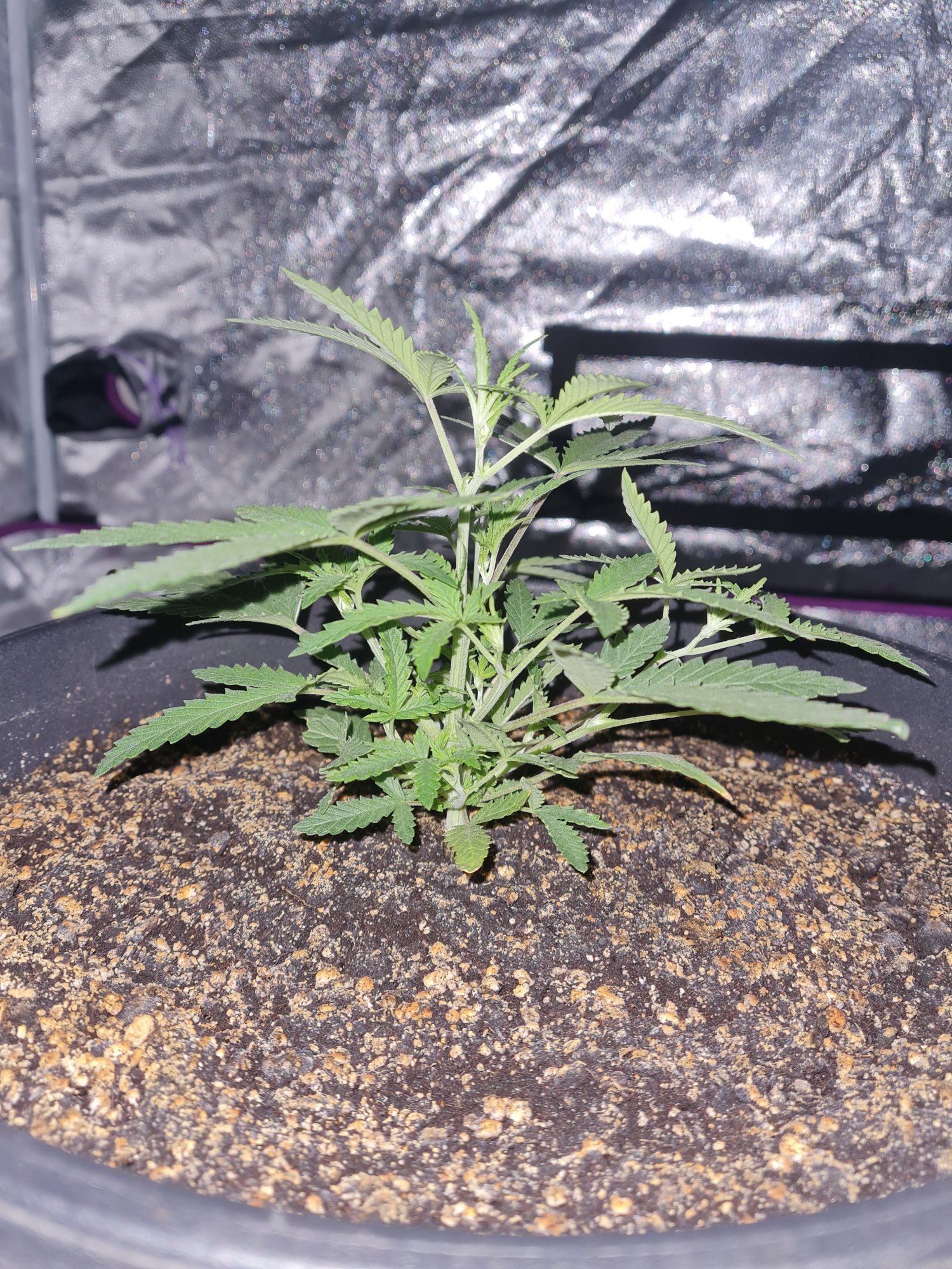 When to start bloom nutes on a auto 8