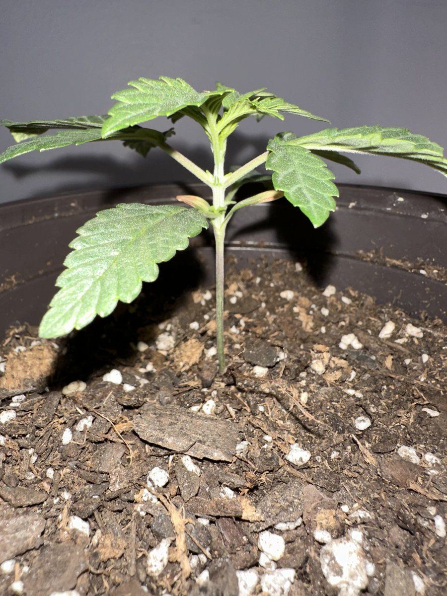 When to start topping your plants