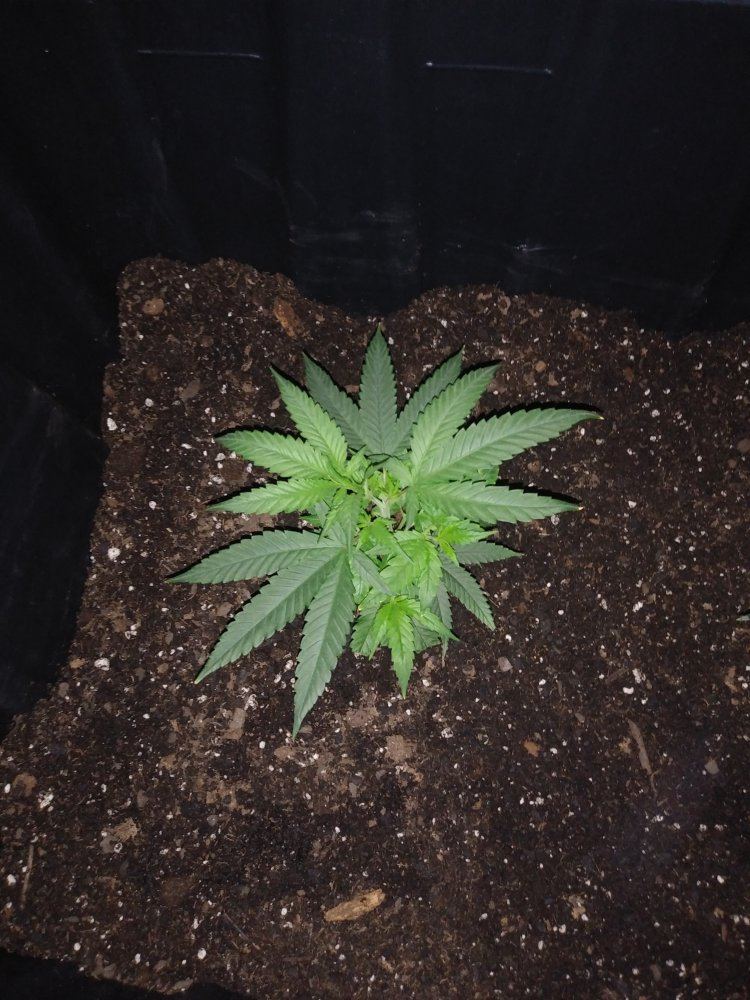 When to start training after transplanting 2