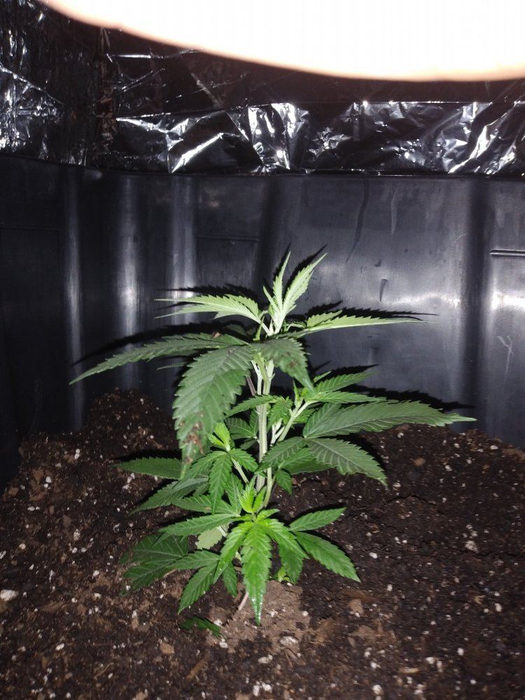 When to start training after transplanting 4