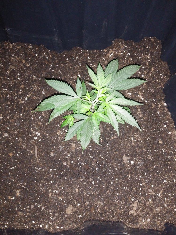 When to start training after transplanting