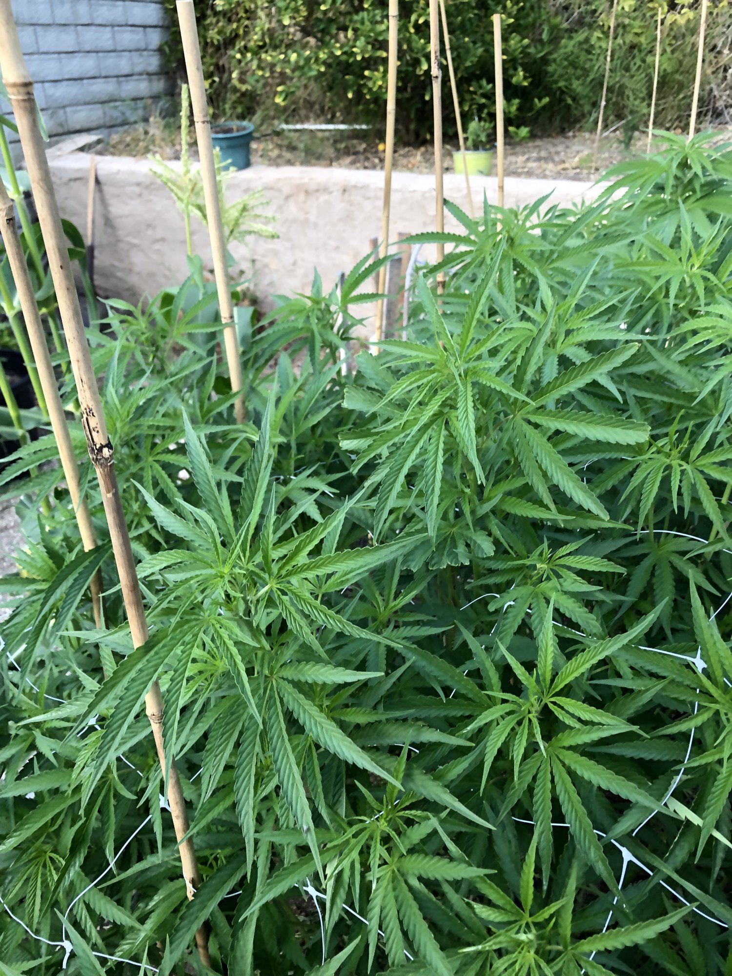 When to use bloom nutrients outdoors 7