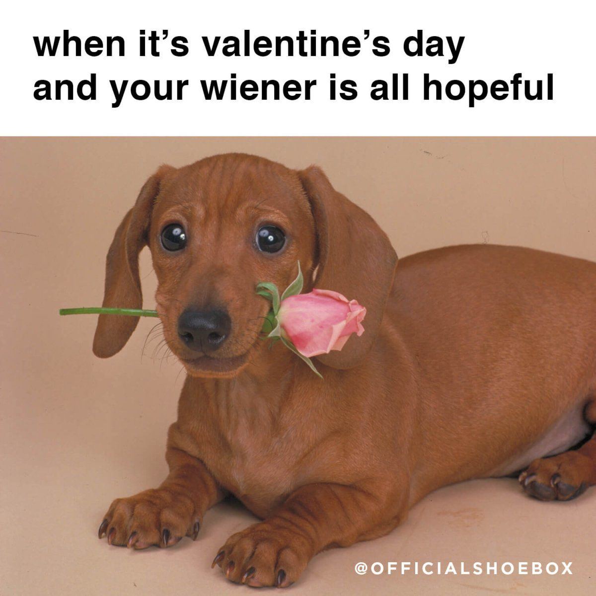 When U hopeful weiner