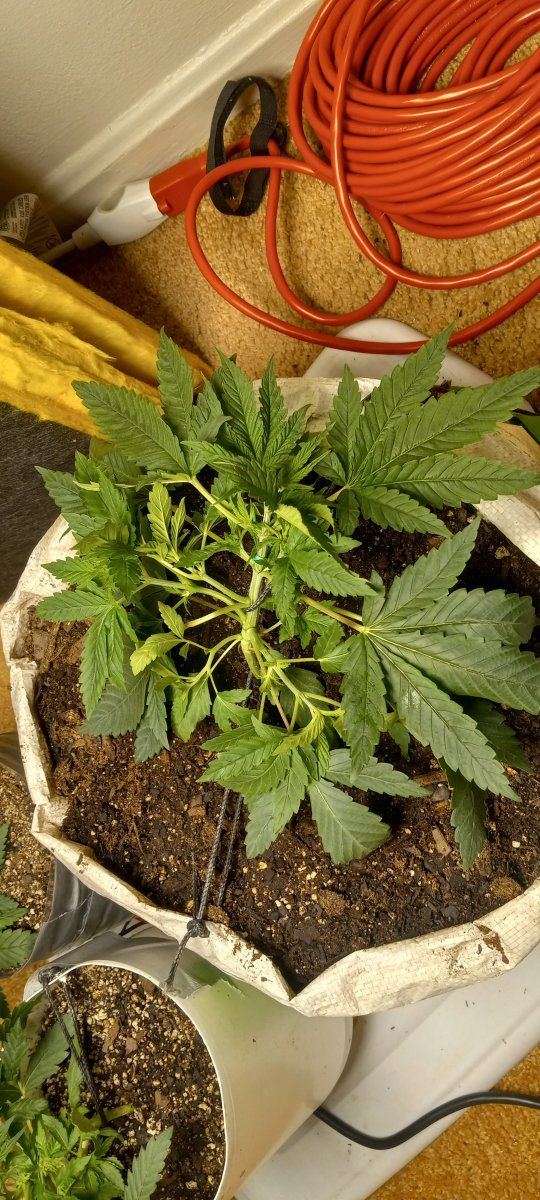 Where to go with lst from here