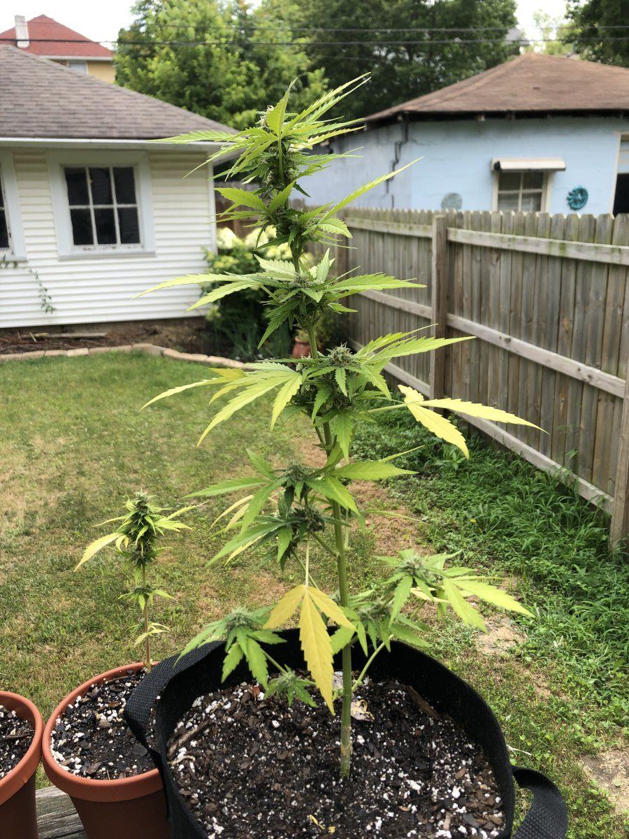 Whether to grow inside or out 3