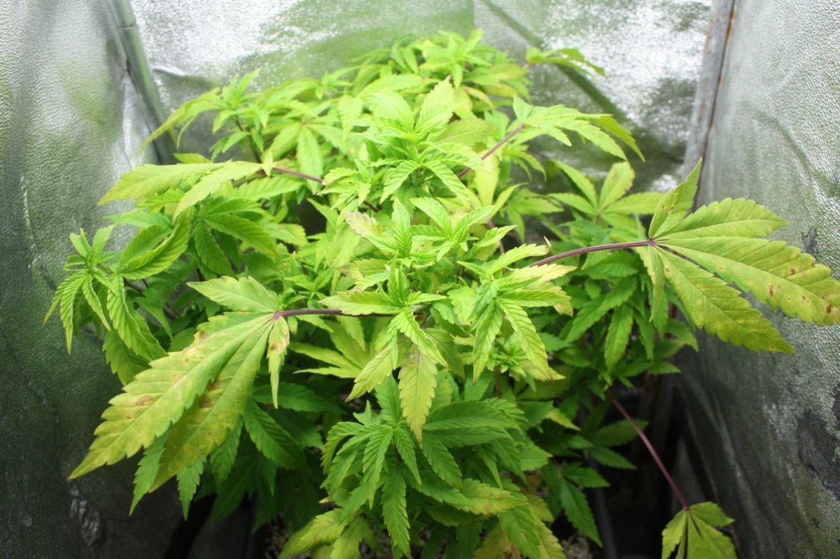 Which nutrient is causing issue good pics 2