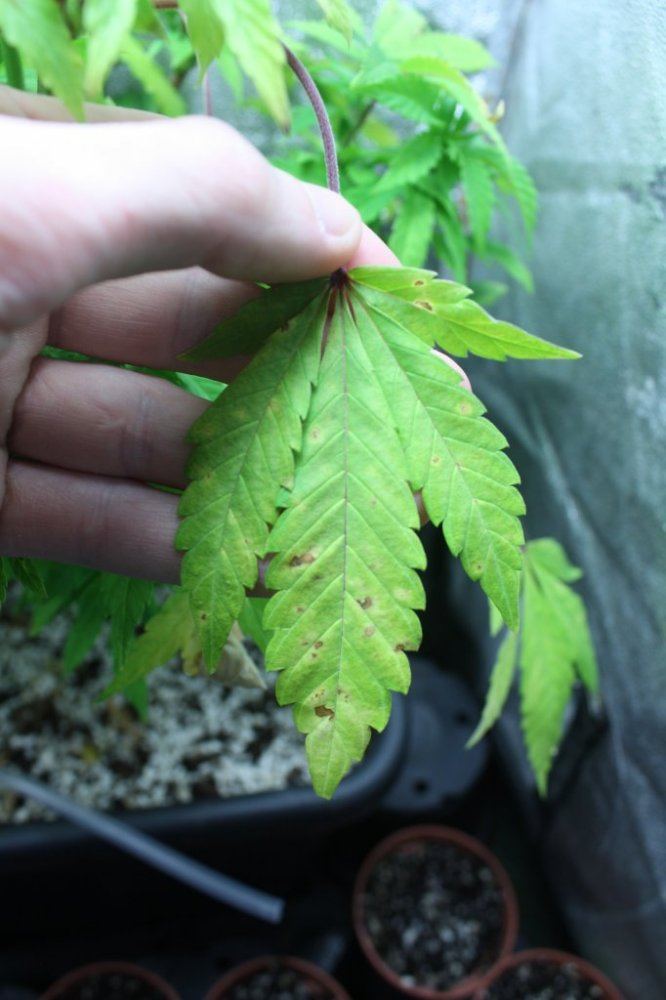 Which nutrient is causing issue good pics 3