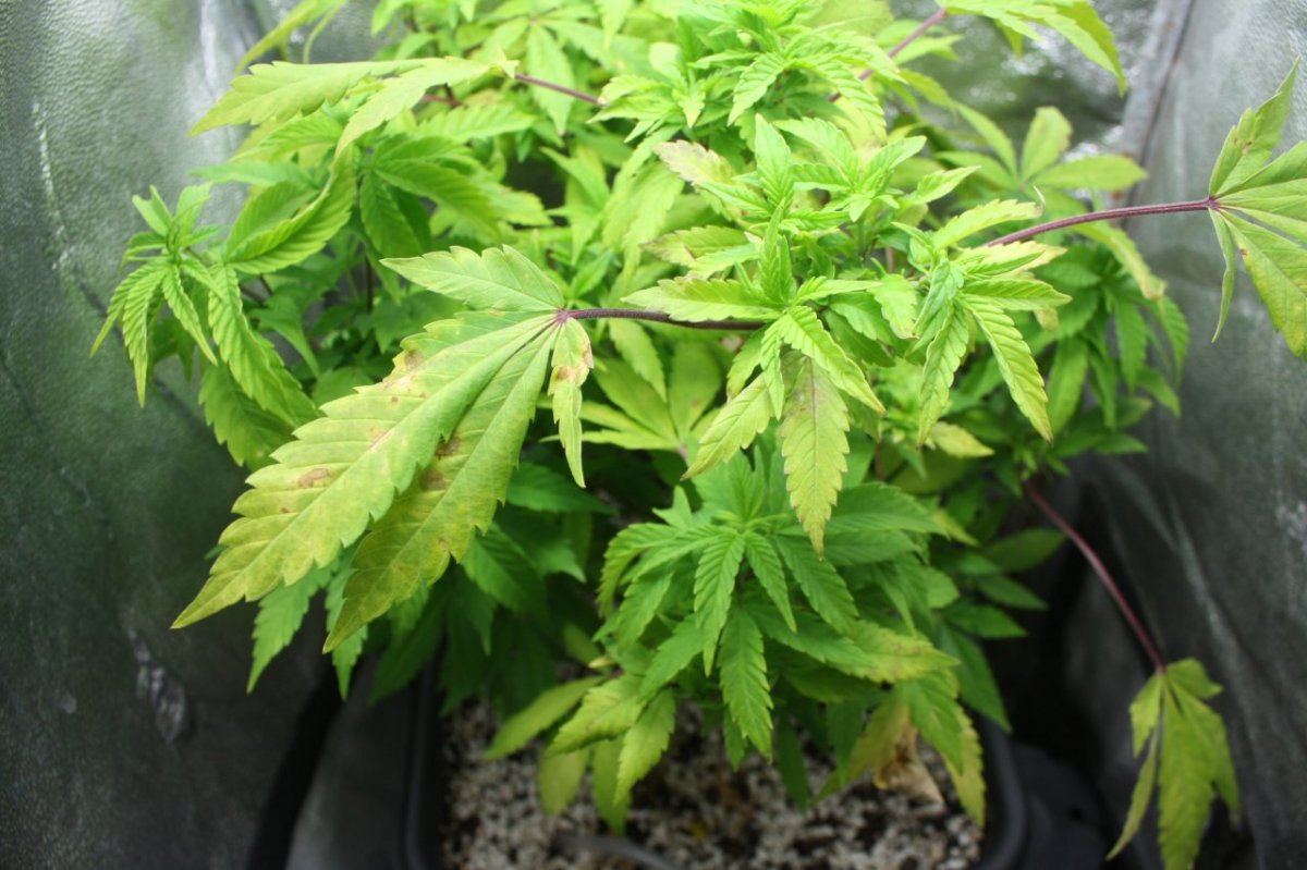 Which nutrient is causing issue good pics