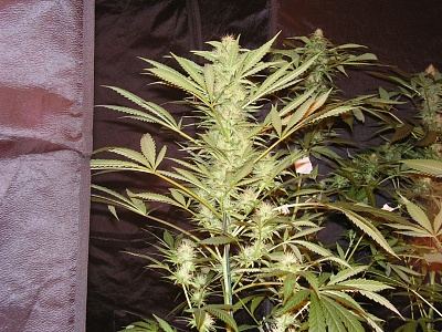 White20salom