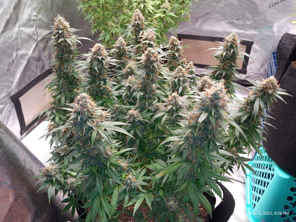 White afghan 21