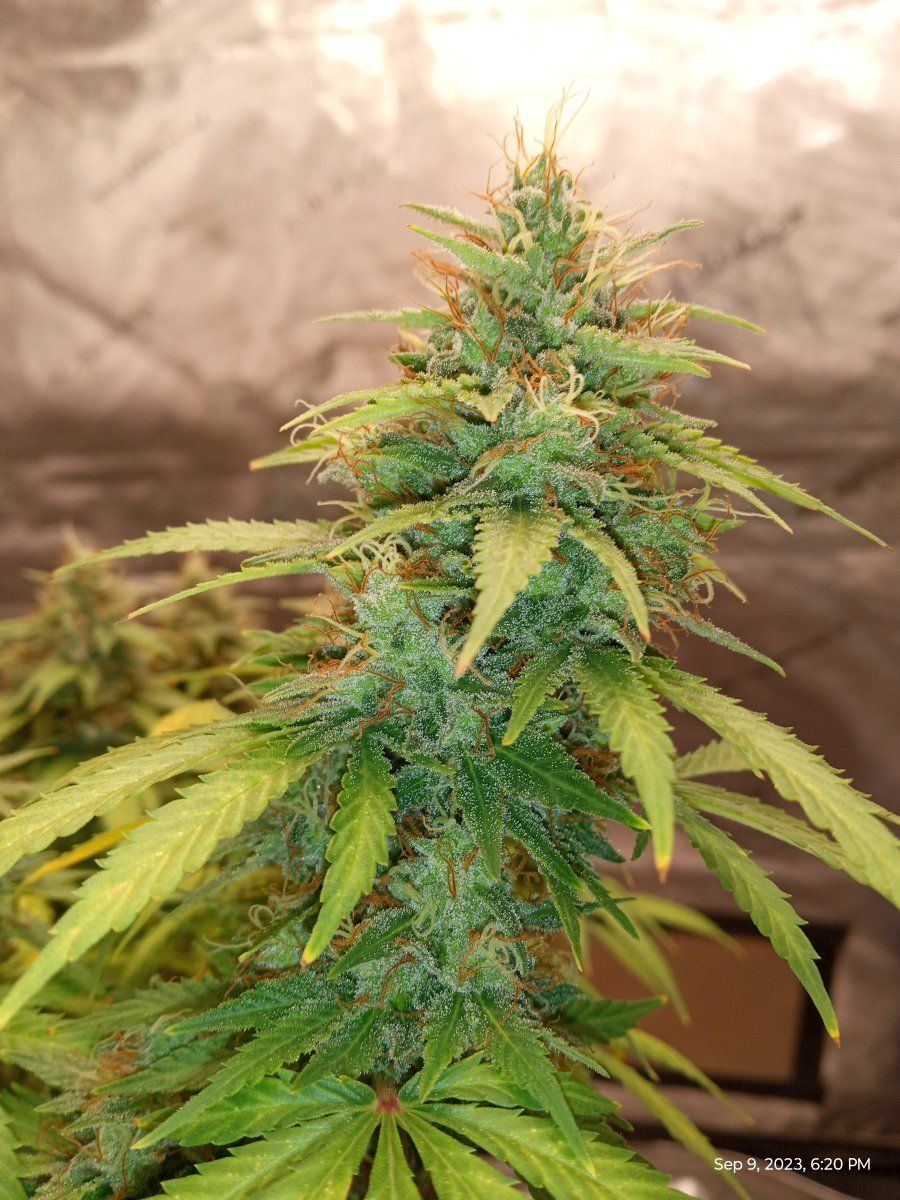 White afghan11