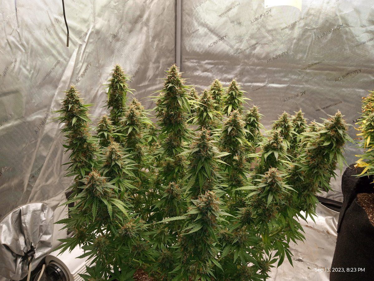 White afghan11