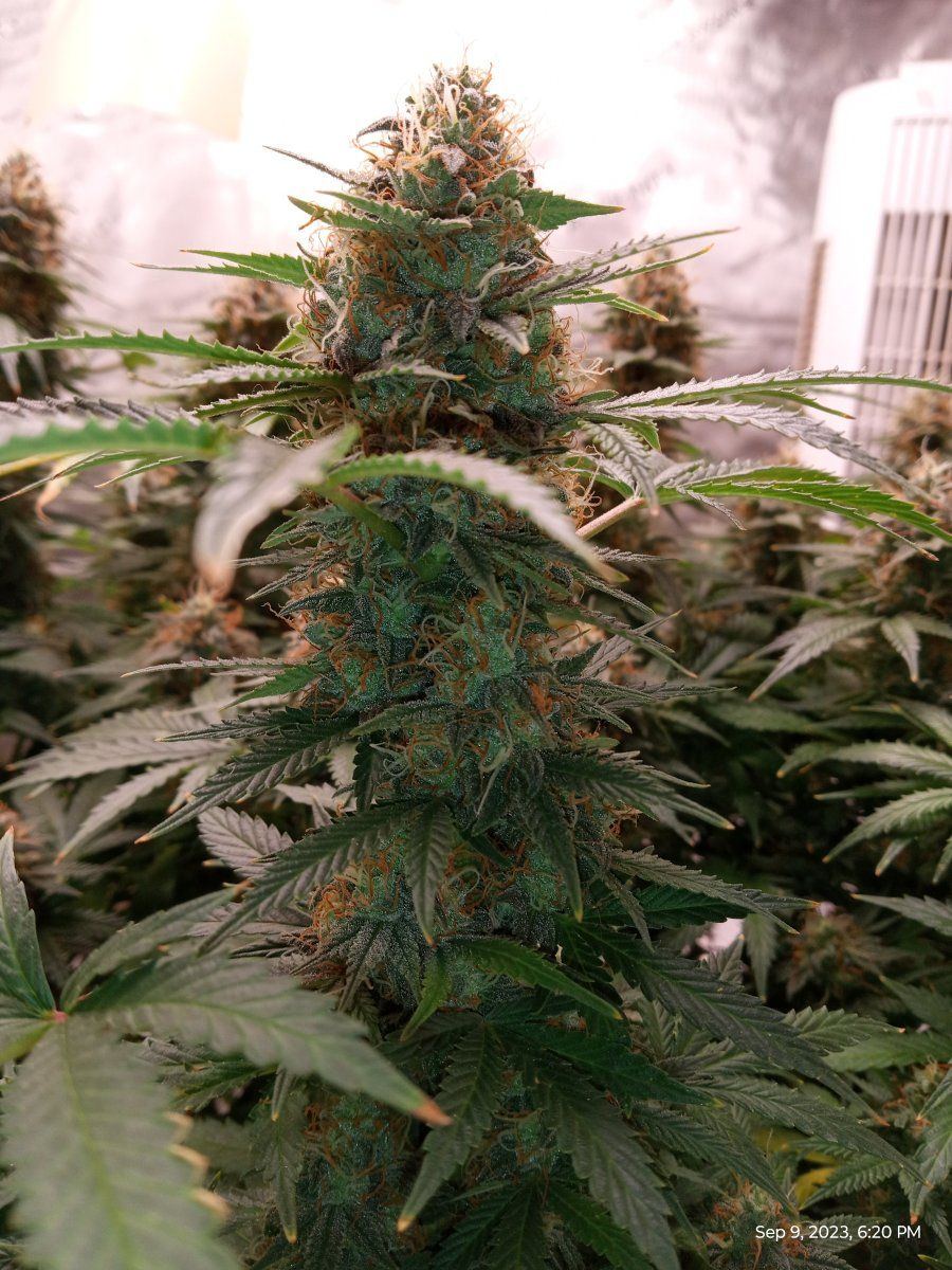 White afghan23