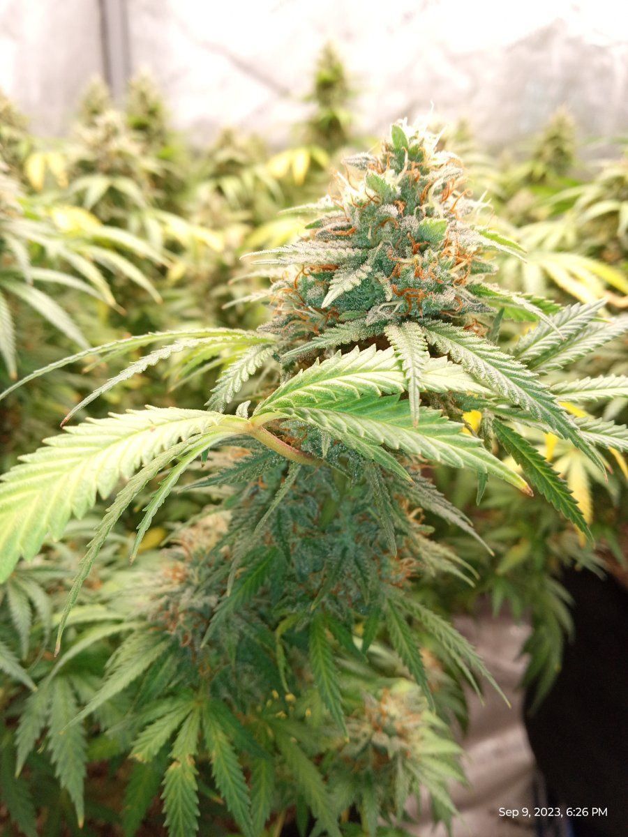 White afghan33