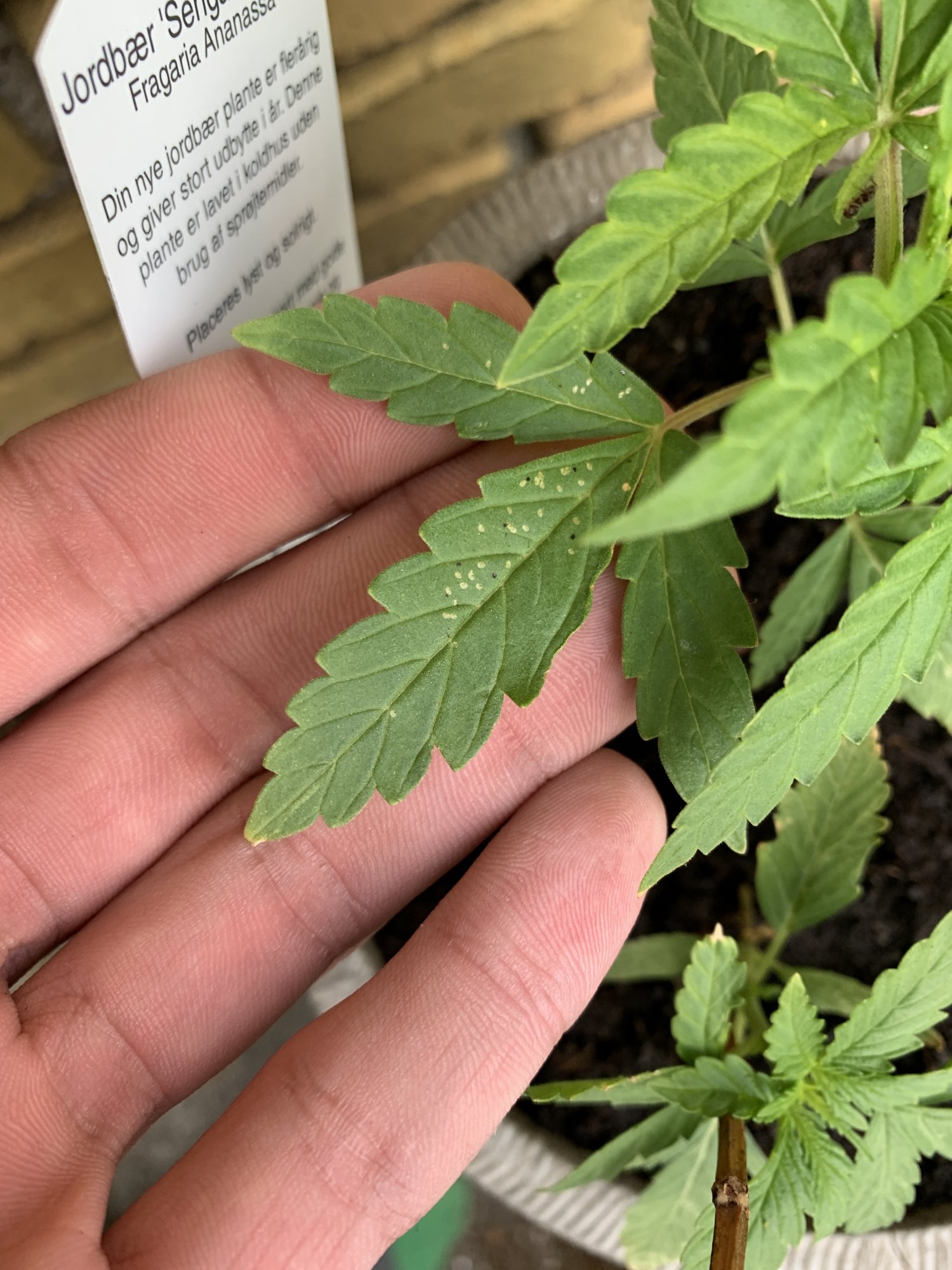 White and black dots on leafs help