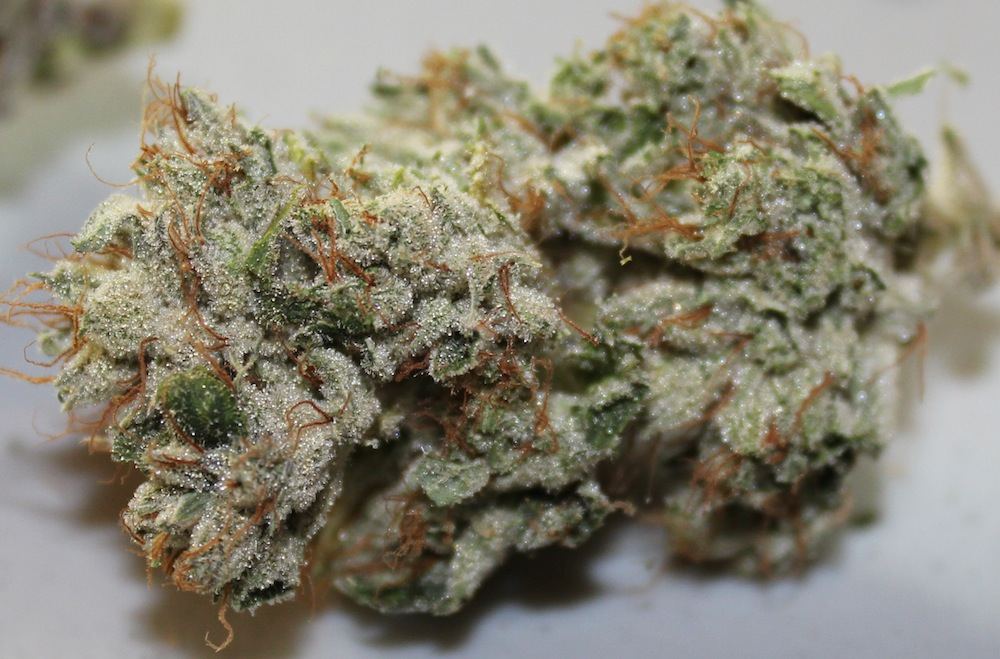 White and white hybrids 11