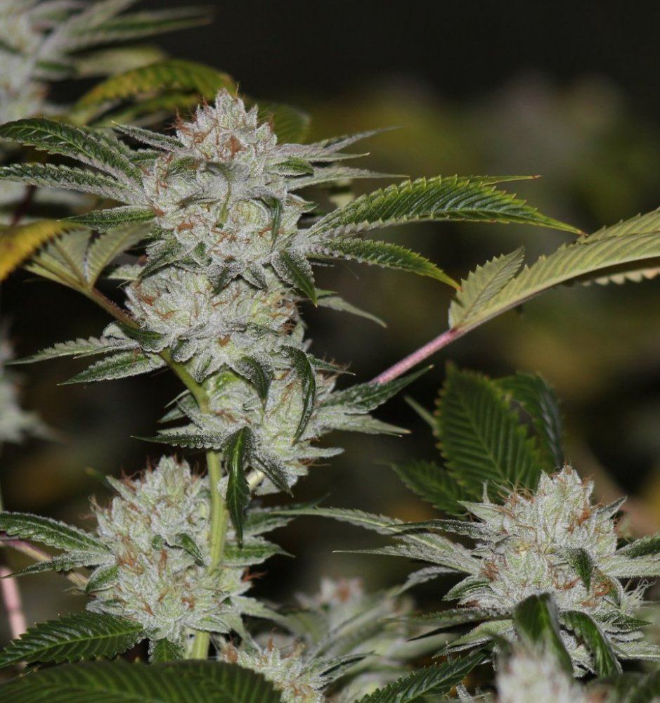 White and white hybrids 3
