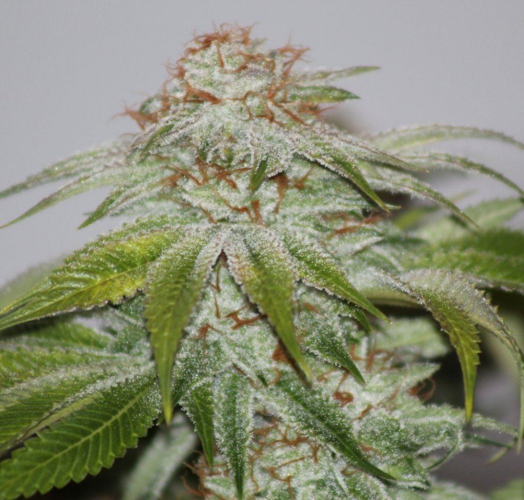 White and white hybrids 6
