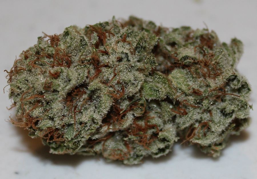 White and white hybrids 9
