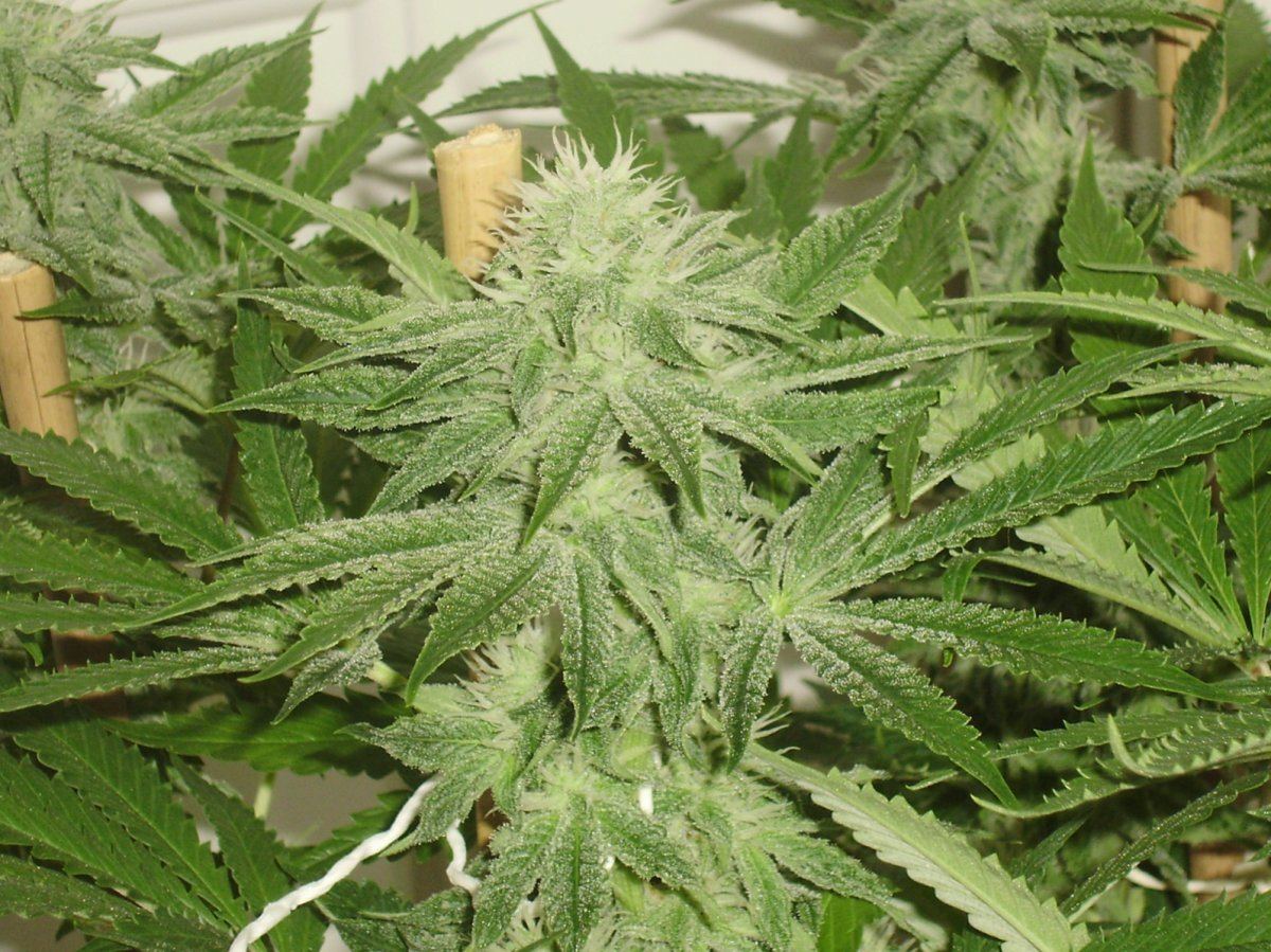 White berry