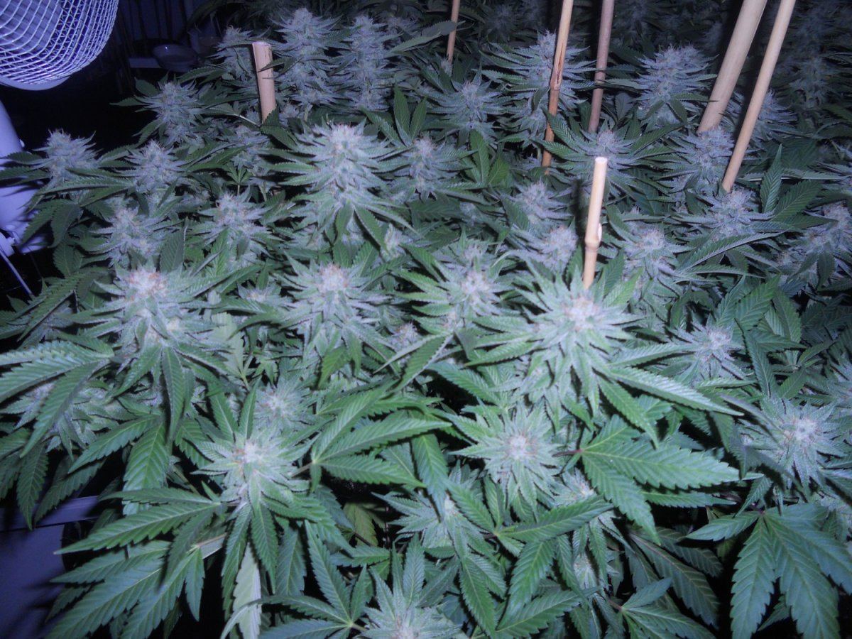 White bubba 1