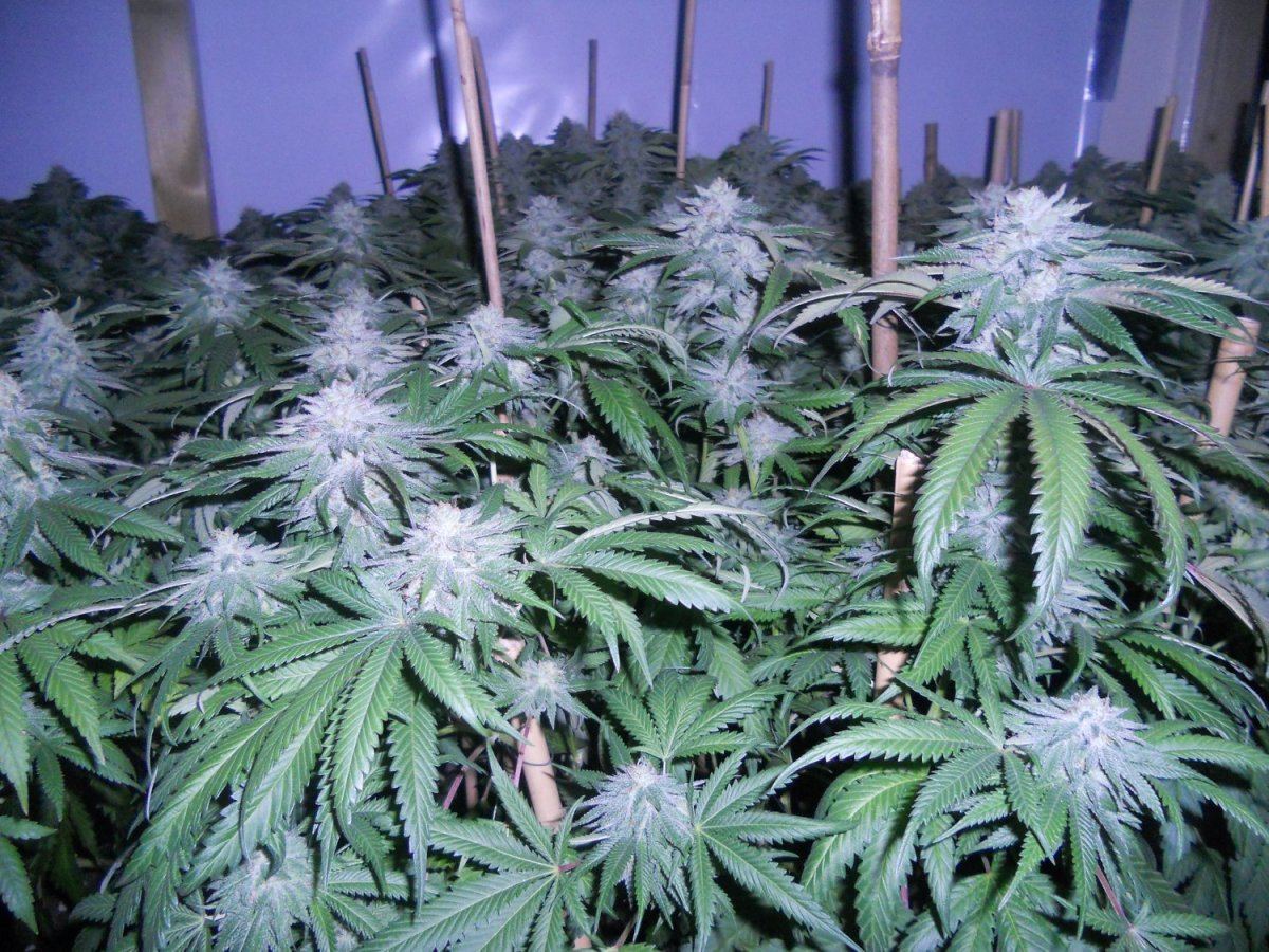 White bubba 2
