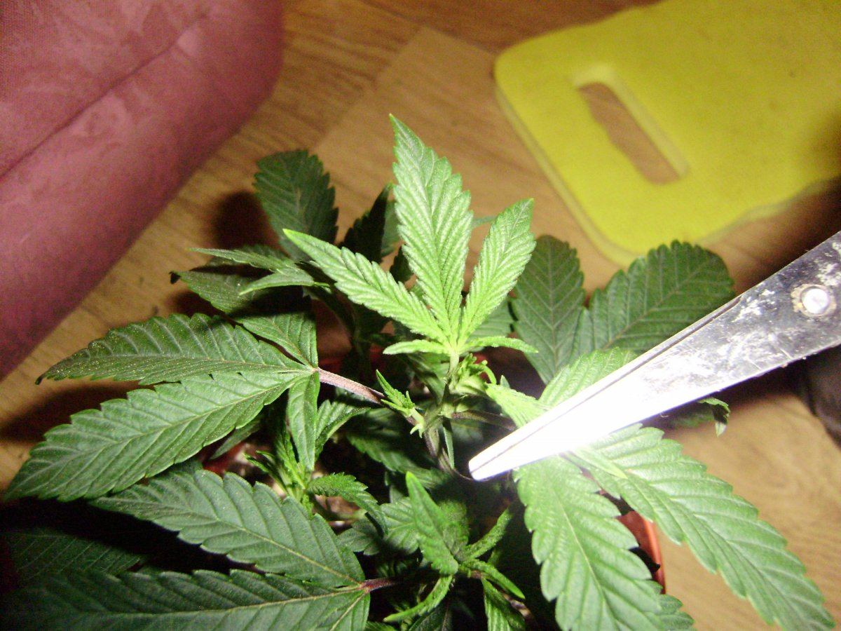 White bubba 5leaf