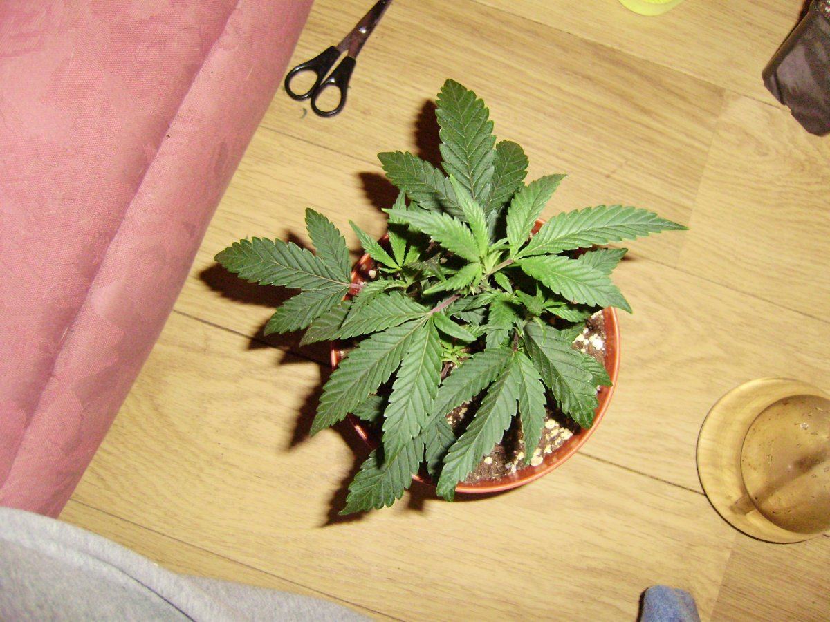 White bubba