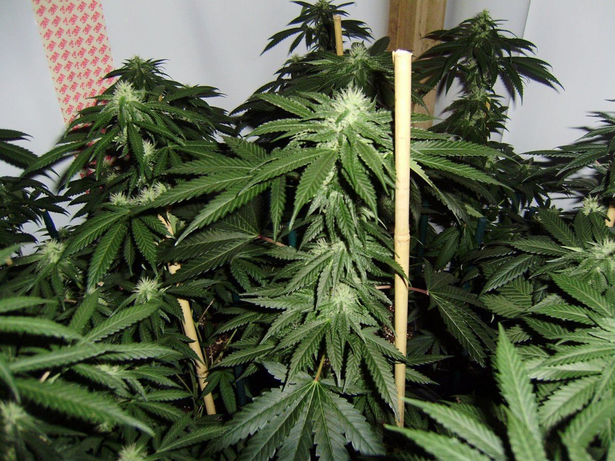 White bubba