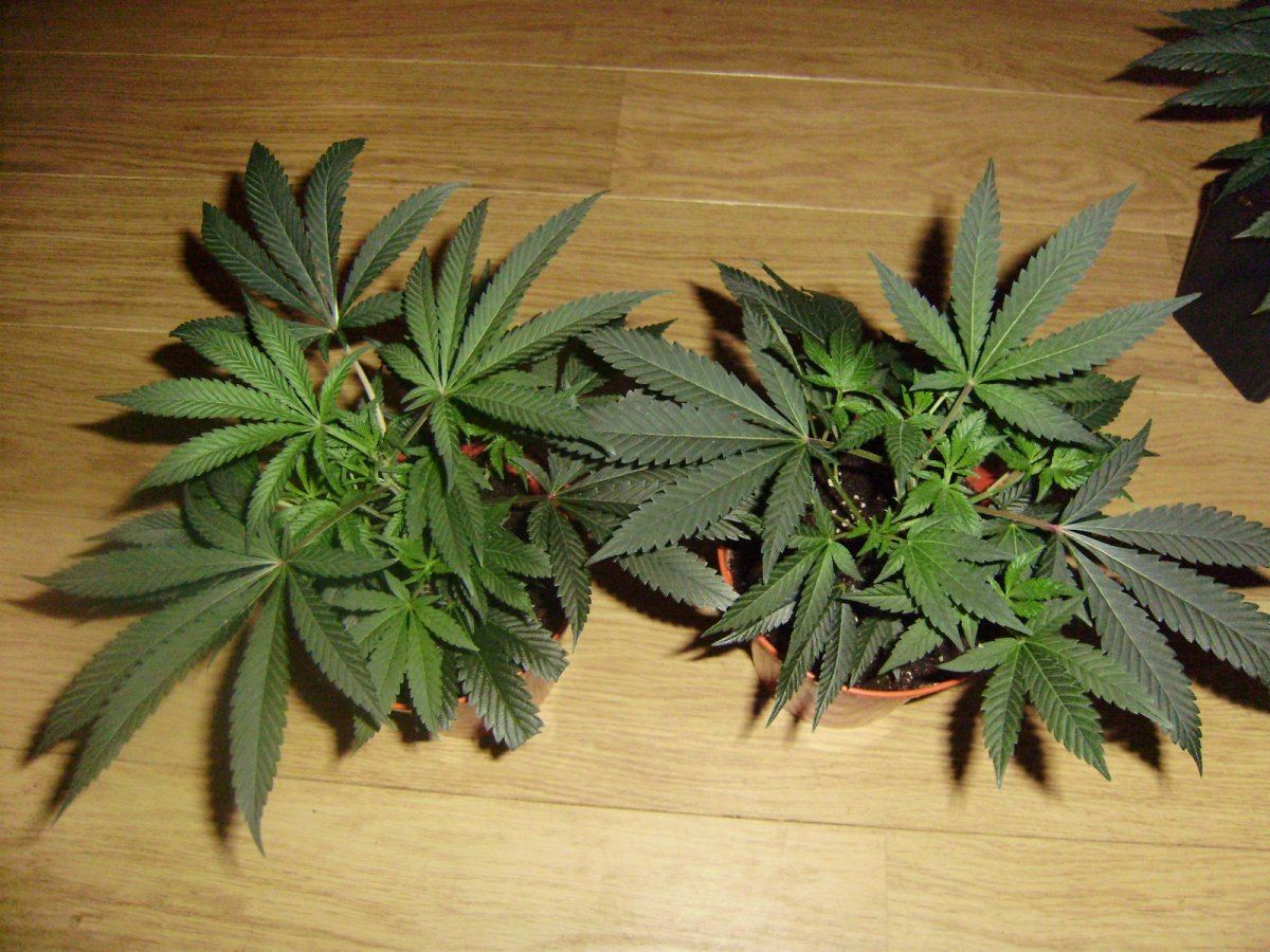 White bubba top shot