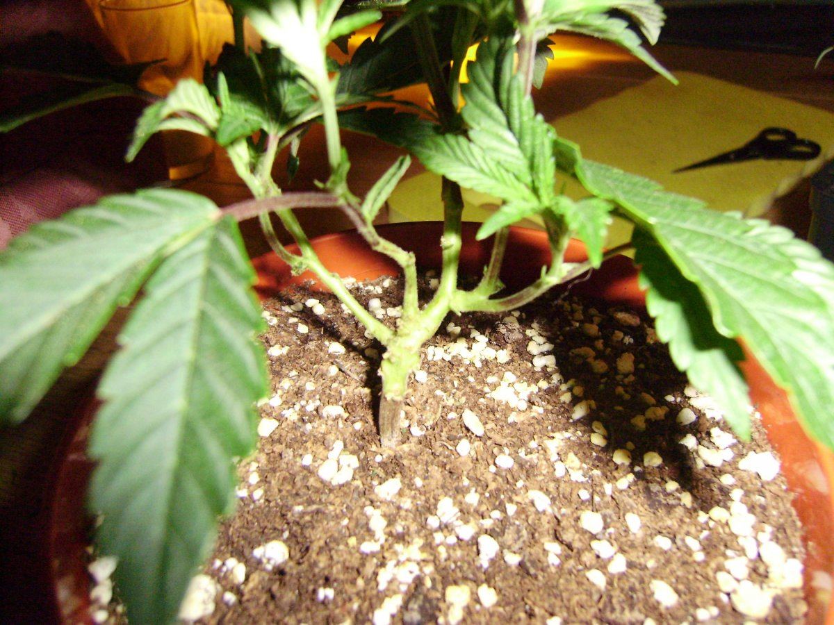 White bubba1