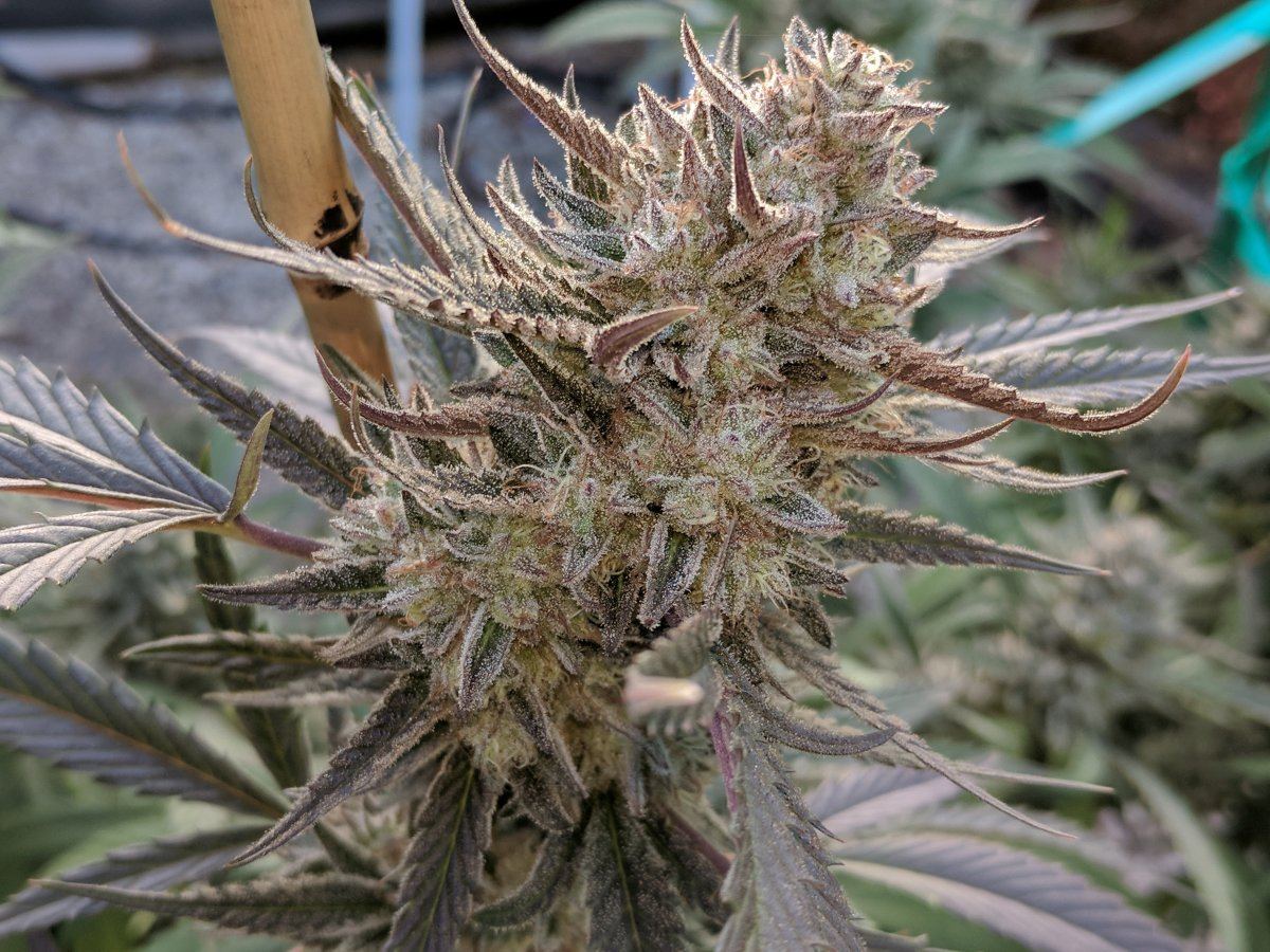 White buffalo