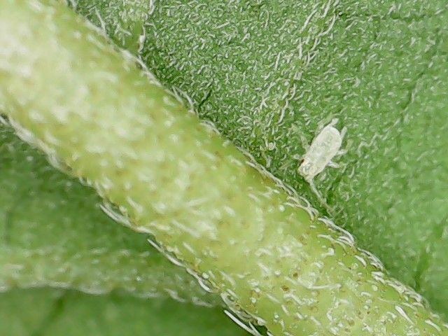 White bugs on my plants help 3