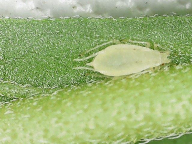 White bugs on my plants help 4