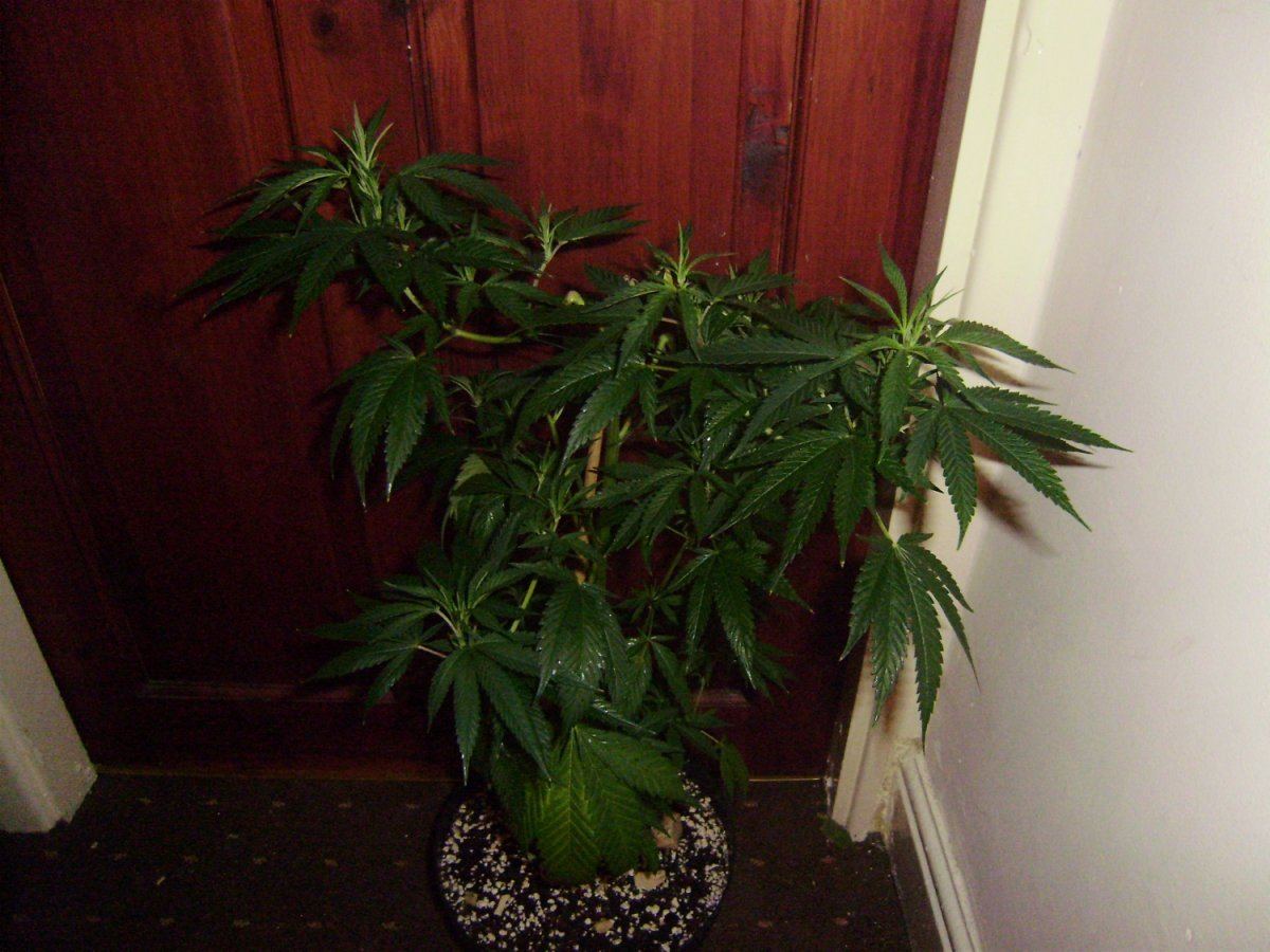 White cheddar 004