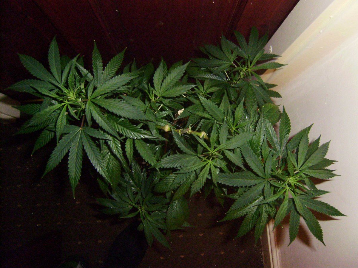 White cheddar 006