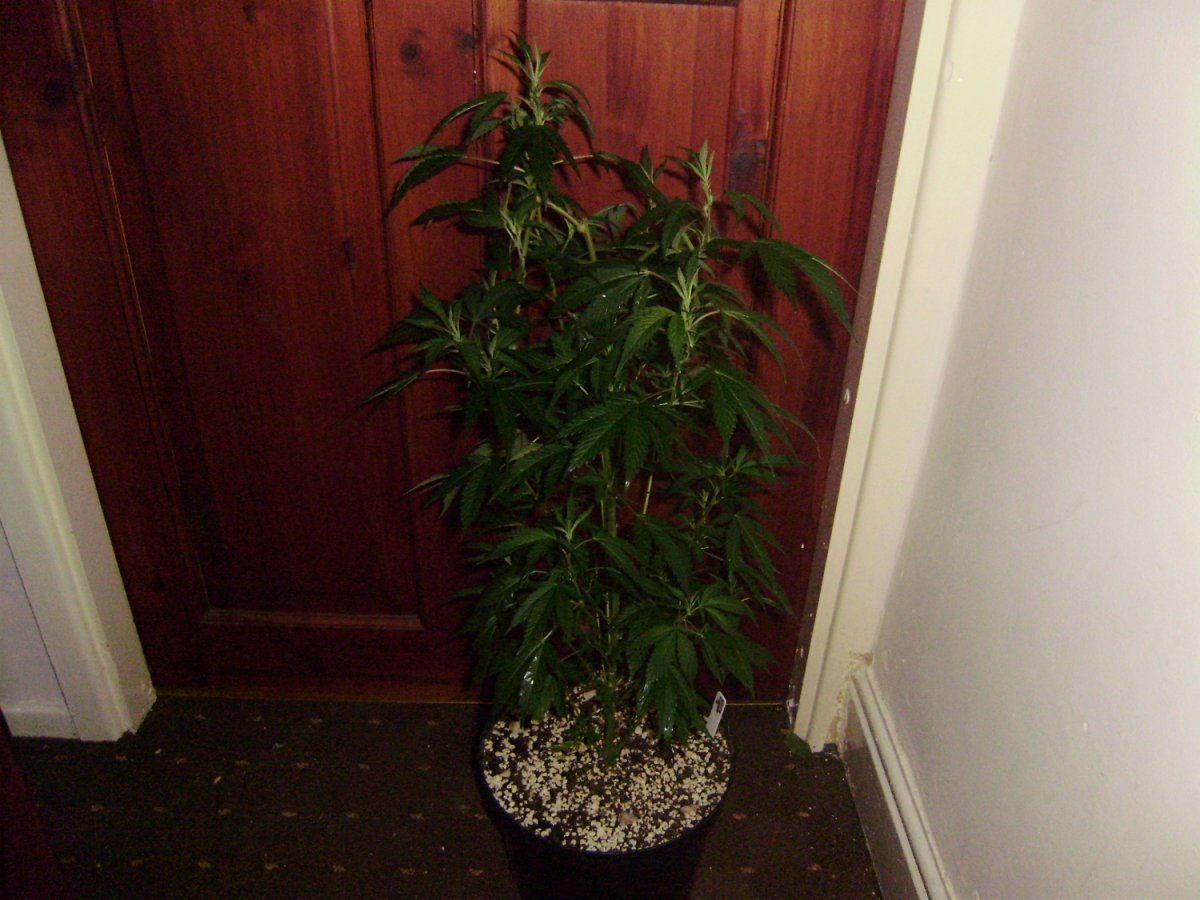 White cheddar 013