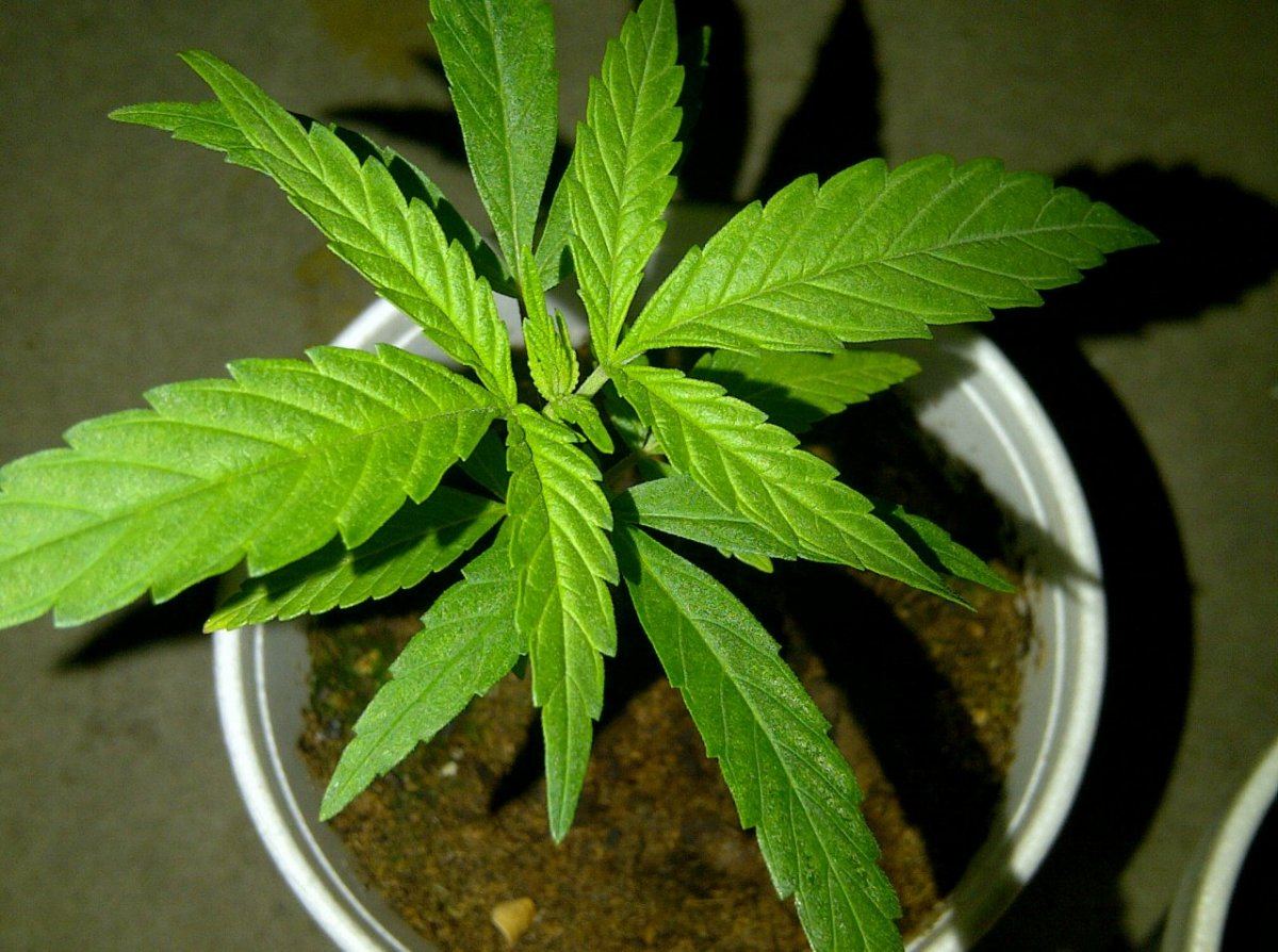 White chem 1