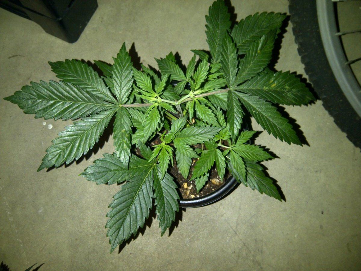 White chem 3