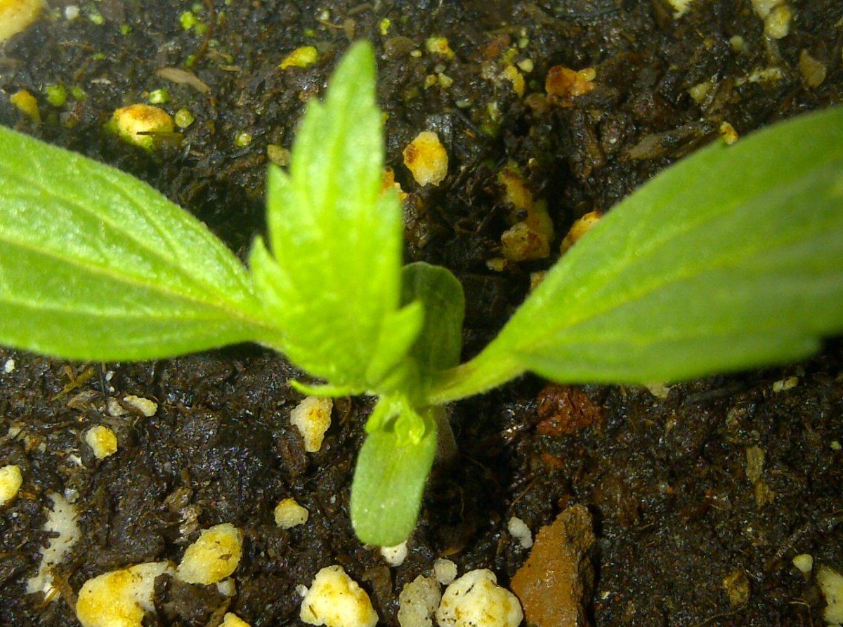 White chem   heri og 2 mutation
