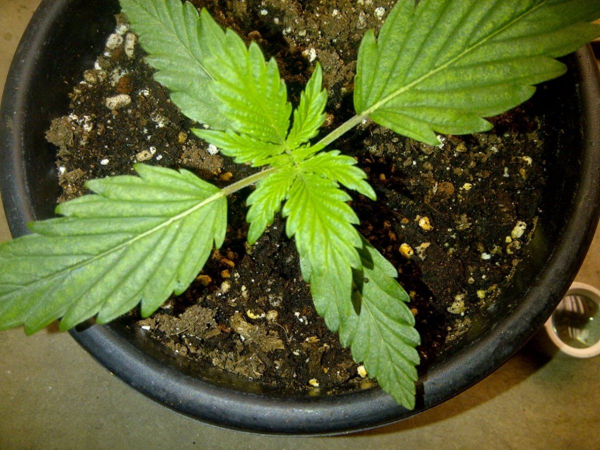 White chem   heri og 3